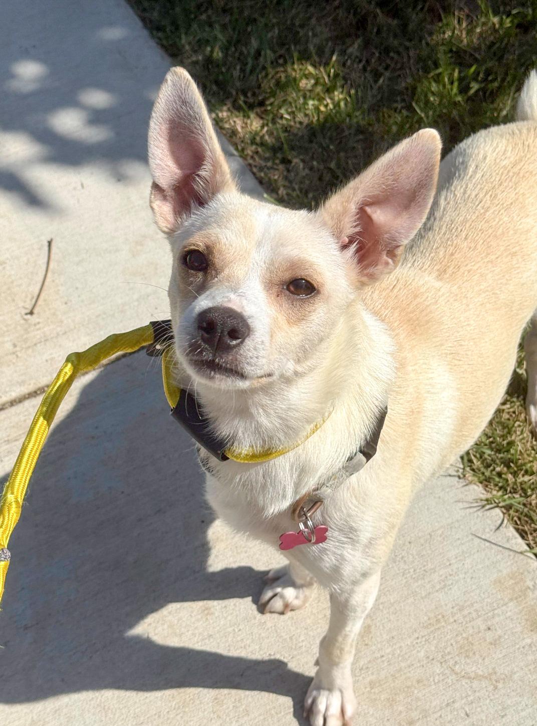 Enlarge Maybelline, a Adoptable mixed breed in West Hollywood, CA image 2/6