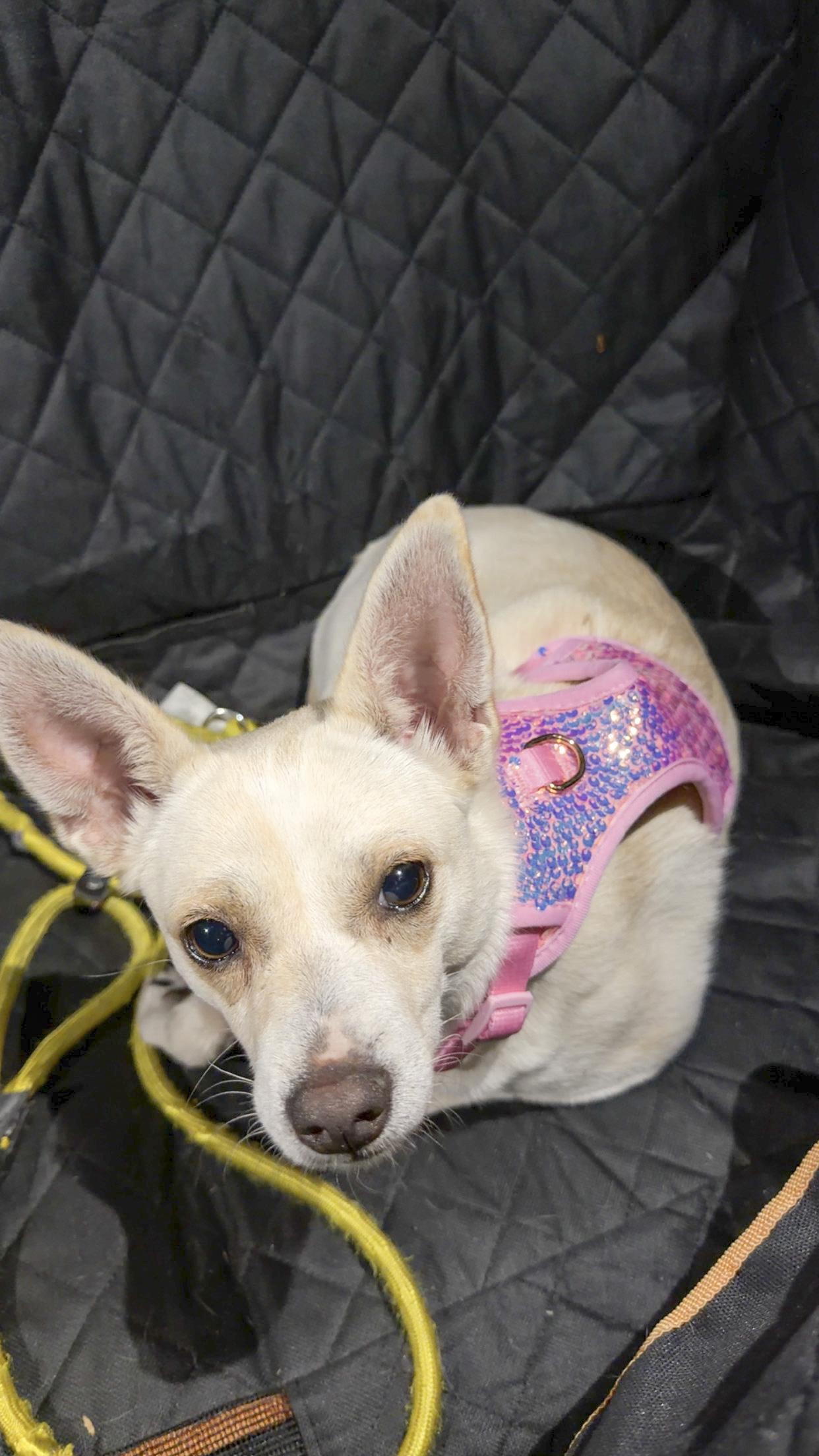 Maybelline, Adoptable, Adult Female Chihuahua & Terrier.