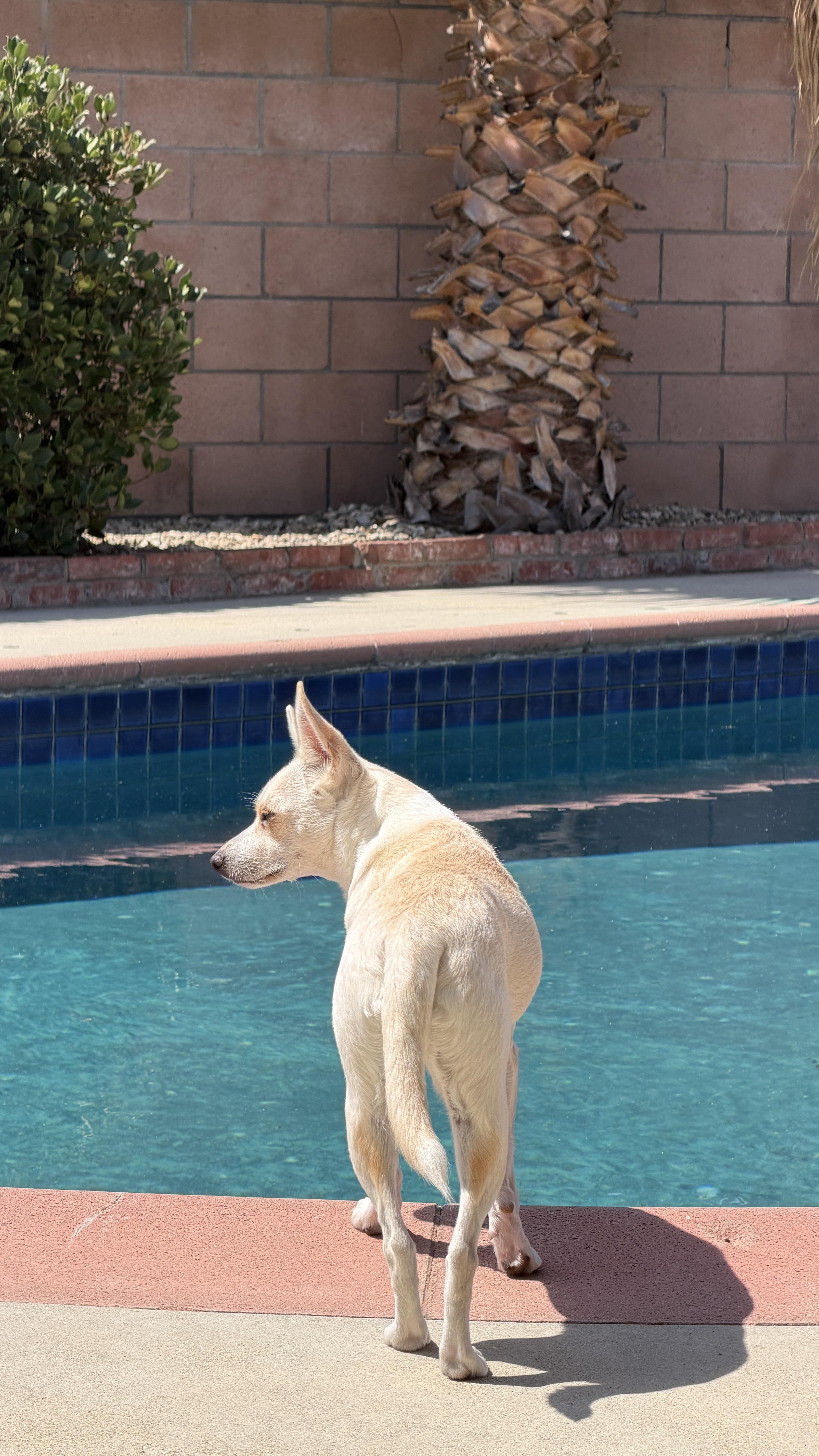 Enlarge Maybelline, a Adoptable mixed breed in West Hollywood, CA image 6/6
