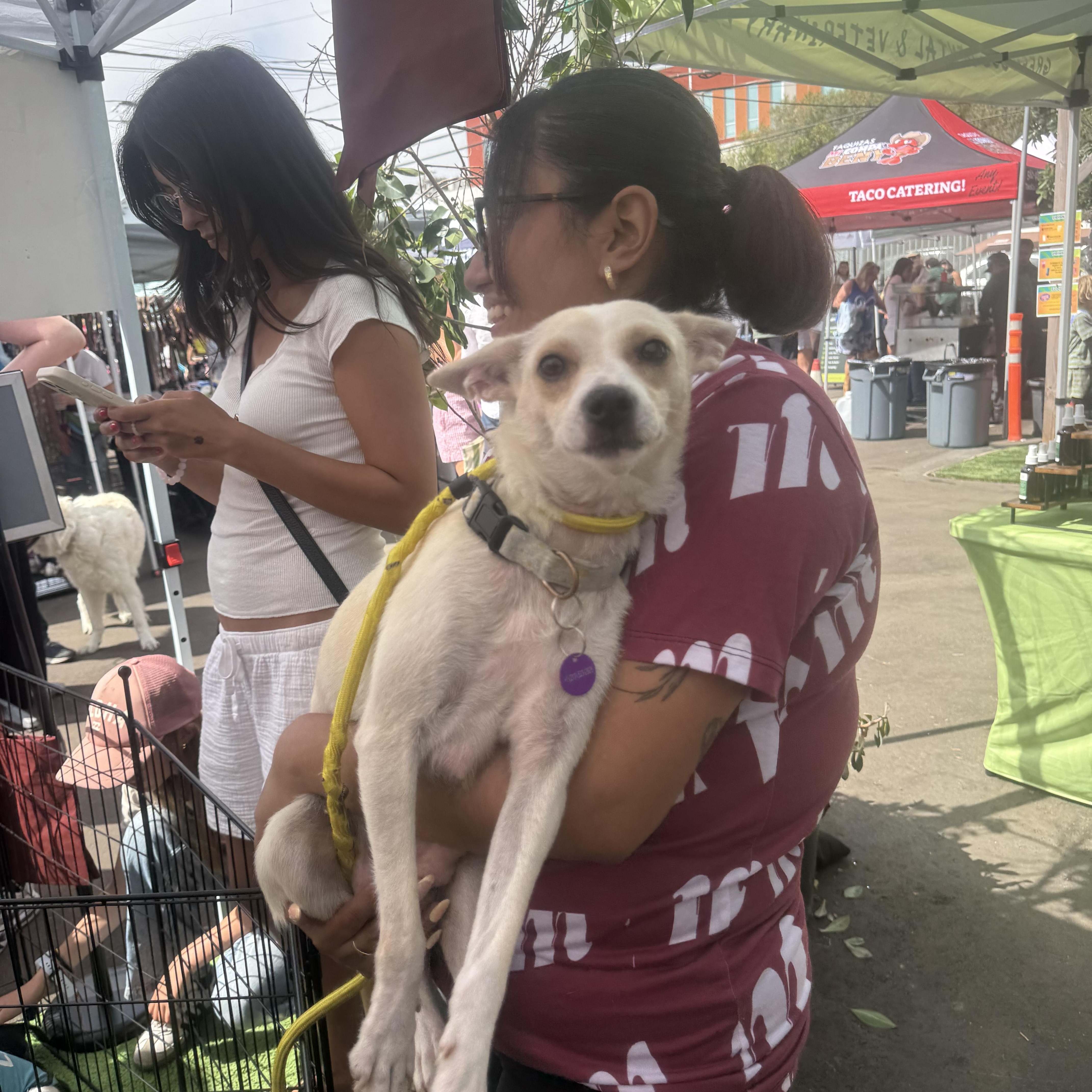 Enlarge Maybelline, a Adoptable mixed breed in West Hollywood, CA image 4/6
