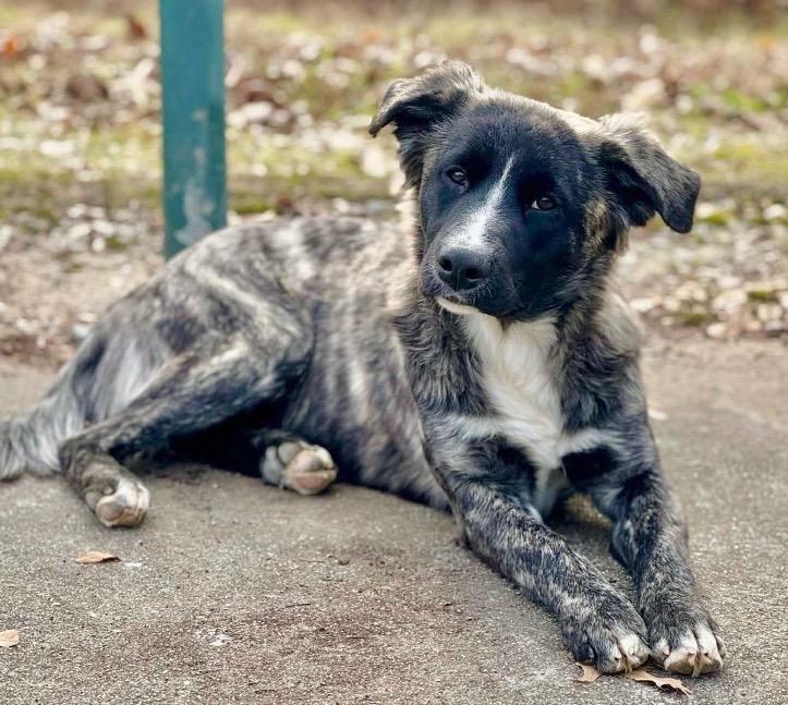 Mazie Mae thumbnail 3