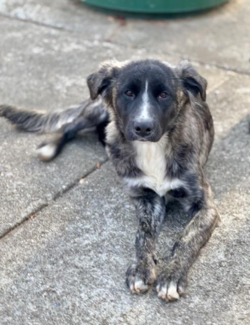 Mazie Mae thumbnail 4