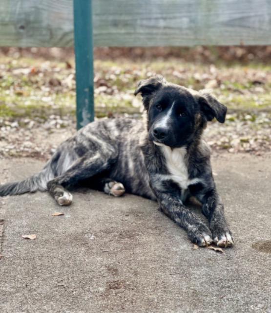 Mazie Mae thumbnail 5