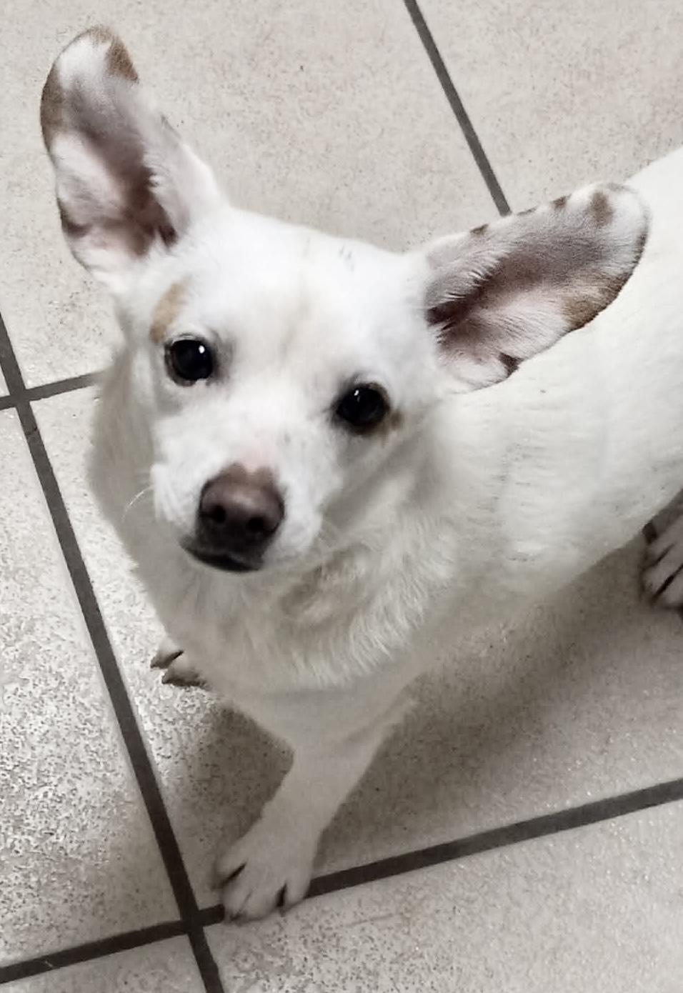 Enlarge Meatball, a ADOPTABLE mixed breed in Westfield, NY image 2/3
