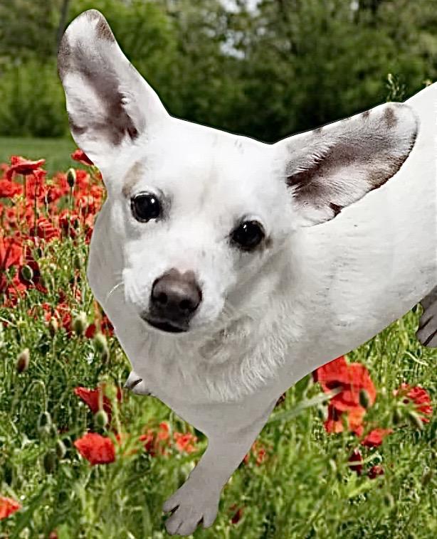 Meatball, ADOPTABLE, Young Male Rat Terrier & Chihuahua.