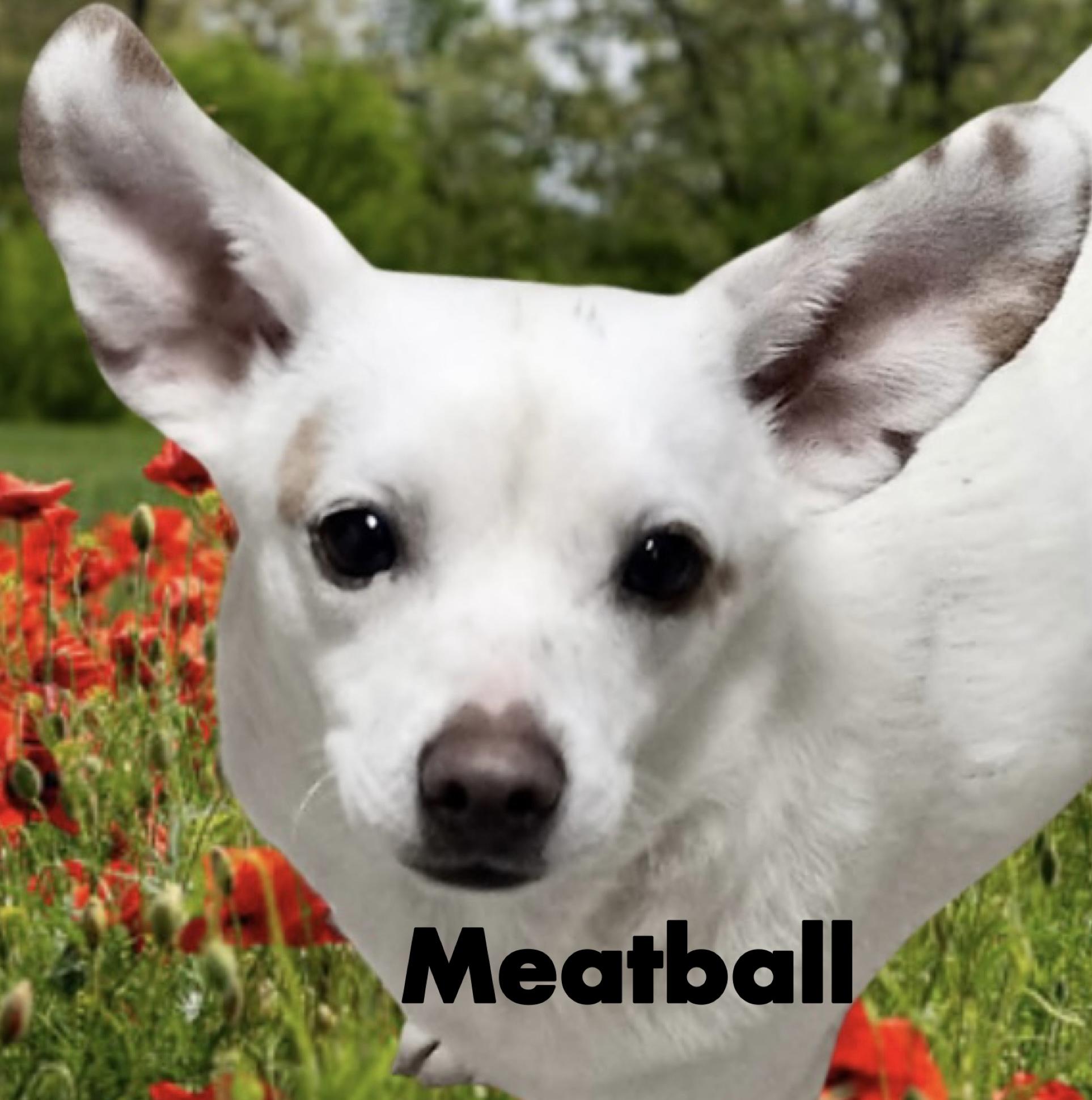 Enlarge Meatball, a ADOPTABLE mixed breed in Westfield, NY image 3/3