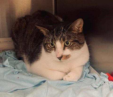 Graham, Adoptable, Adult Male Domestic Short Hair.