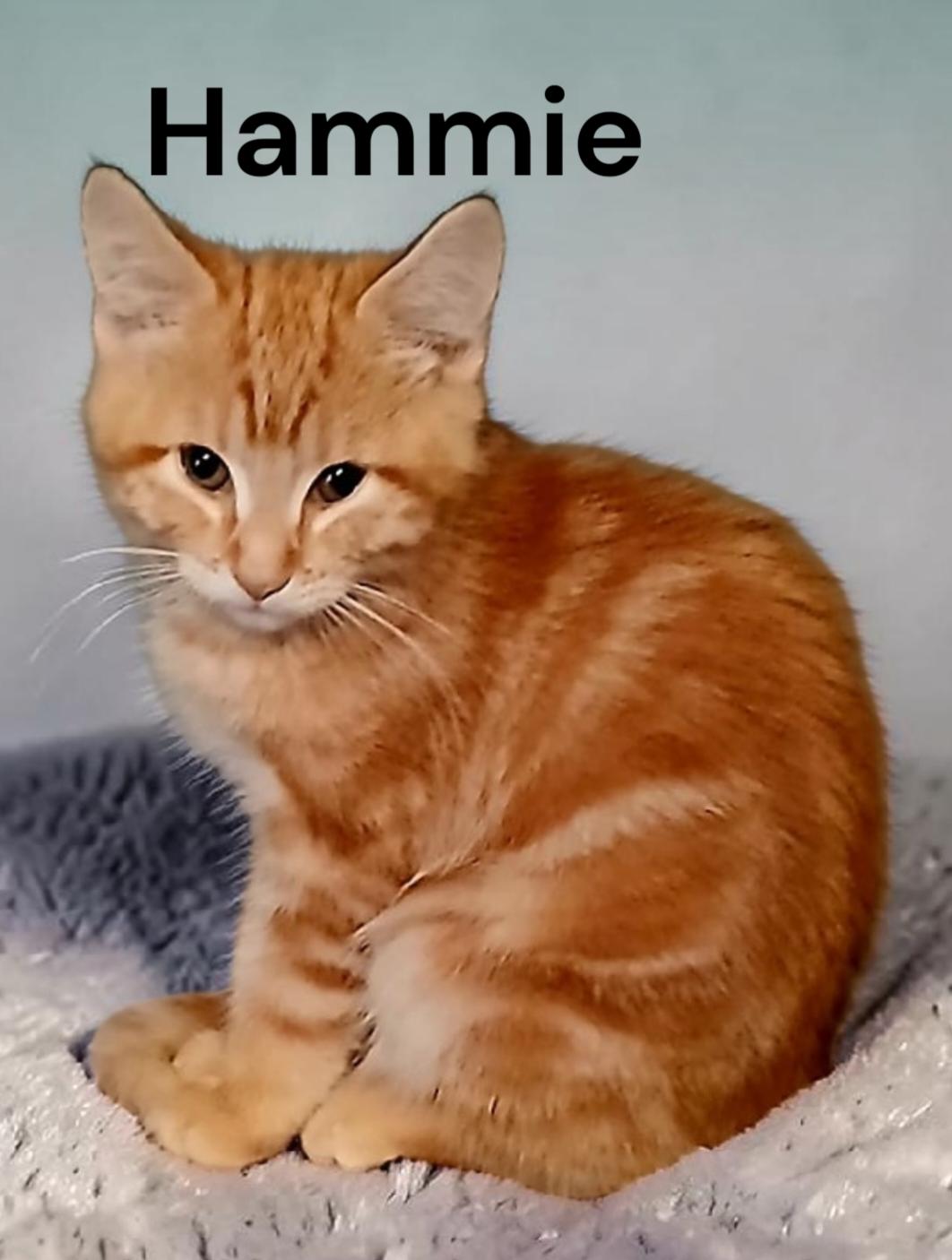 Hammie, Adoptable, Kitten Male Tabby.
