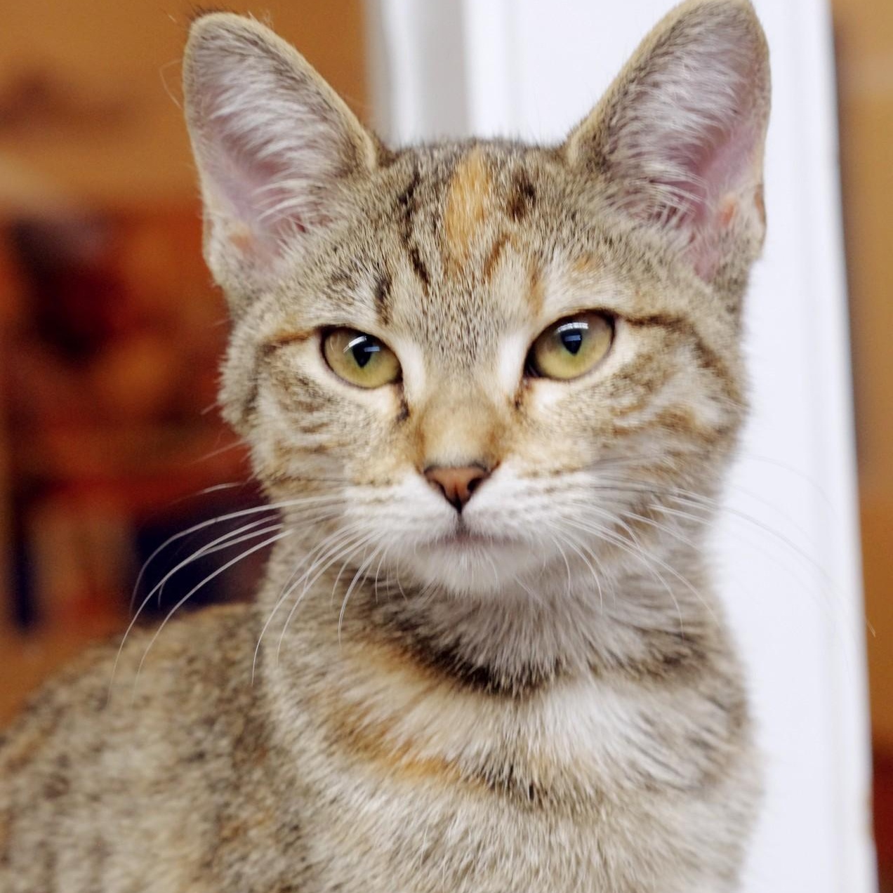 Enlarge Penny, a Adoptable Tabby in Sautee Nacoochee, GA image 4/6