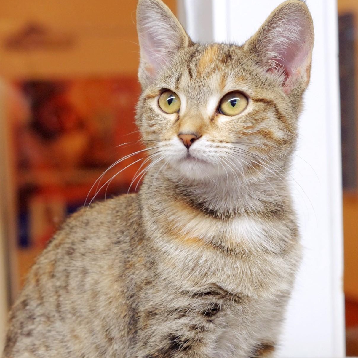 Enlarge Penny, a Adoptable Tabby in Sautee Nacoochee, GA image 3/6
