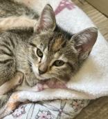 Enlarge Penny, a Adoptable Tabby in Sautee Nacoochee, GA image 5/6