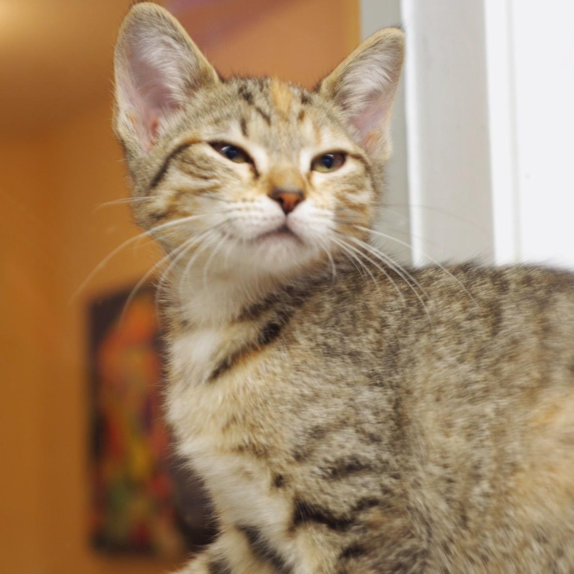 Enlarge Penny, a Adoptable Tabby in Sautee Nacoochee, GA image 6/6
