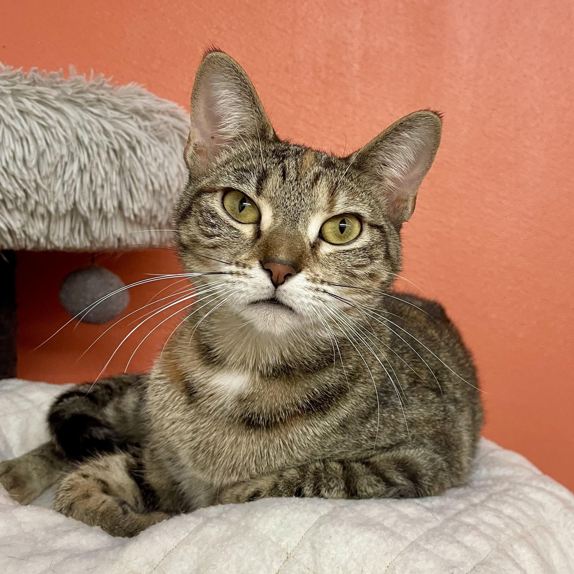 Penny, Adoptable, Young Female Tabby.