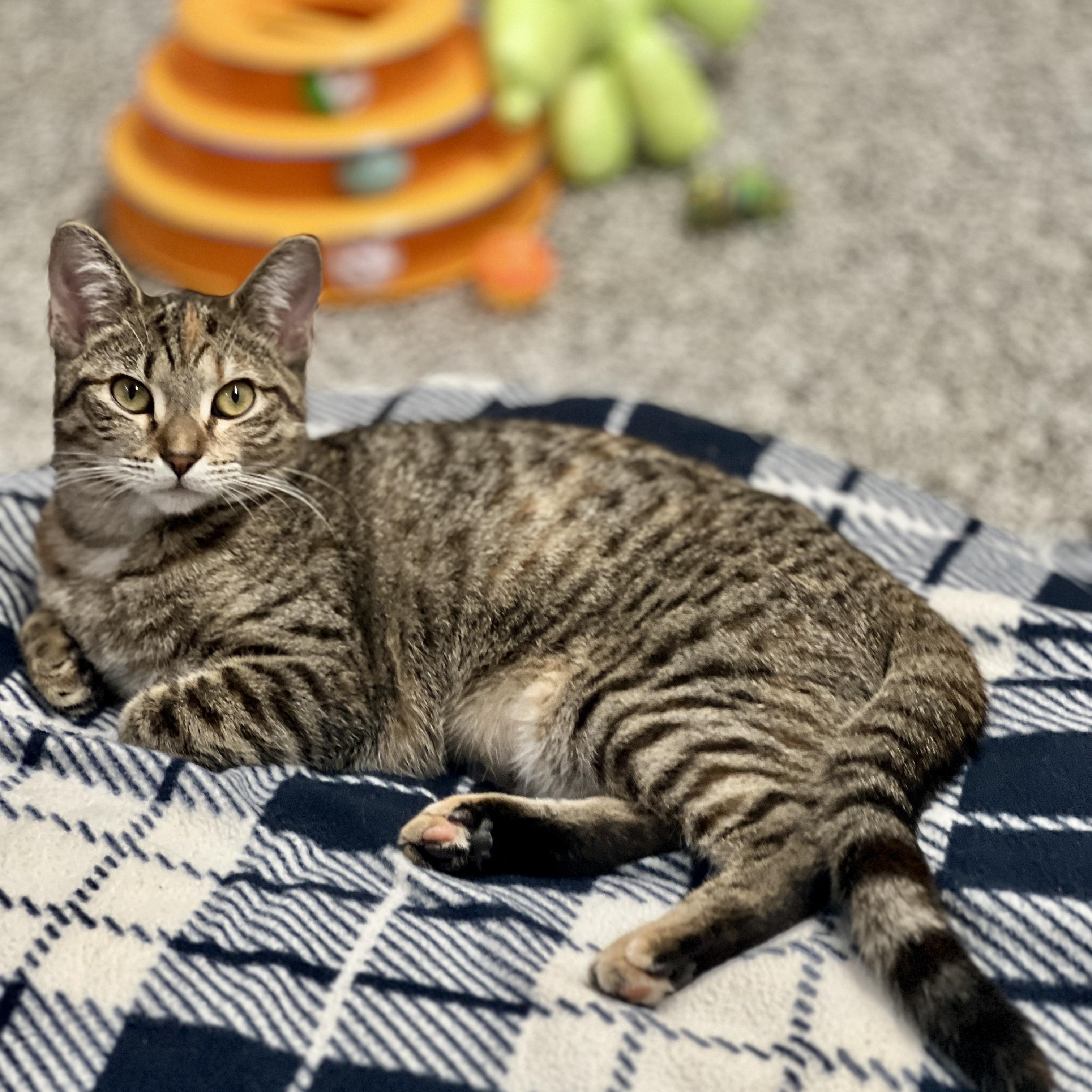 Enlarge Penny, a Adoptable Tabby in Sautee Nacoochee, GA image 2/6