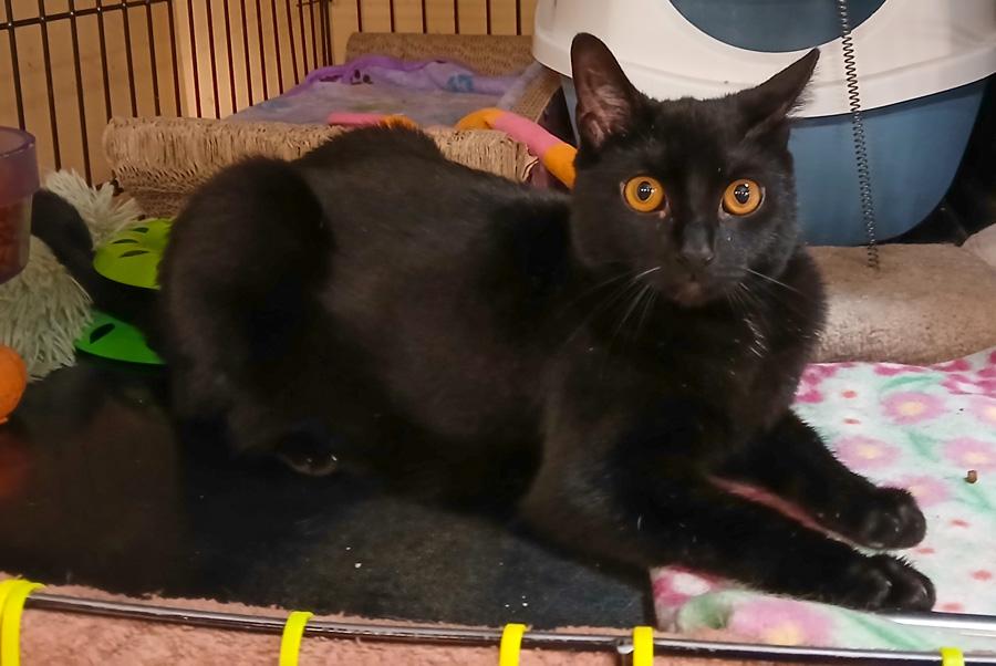 Lovey, ADOPTABLE, Young Female Domestic Short Hair.