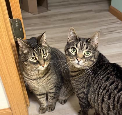 Enlarge Leo, a Adoptable mixed breed in Madison, WI image 1/2