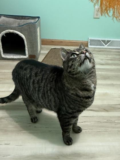 Enlarge Leo, a Adoptable mixed breed in Madison, WI image 2/2