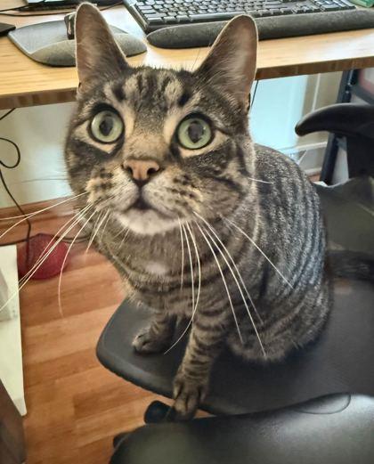 Leo, Adoptable, Senior Male Domestic Short Hair & Domestic Short Hair.