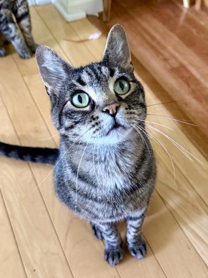 Enlarge Leo, a Adoptable mixed breed in Madison, WI image 3/3