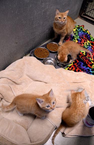 Enlarge Sam (Charli's Kitten), an adopted mixed breed in Fort Leavenworth, KS image 4/4