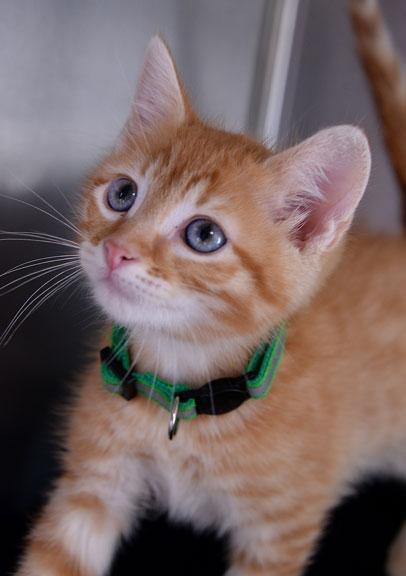 Sam (Charli's Kitten), Adoptable, Kitten Male Tabby & Domestic Medium Hair.