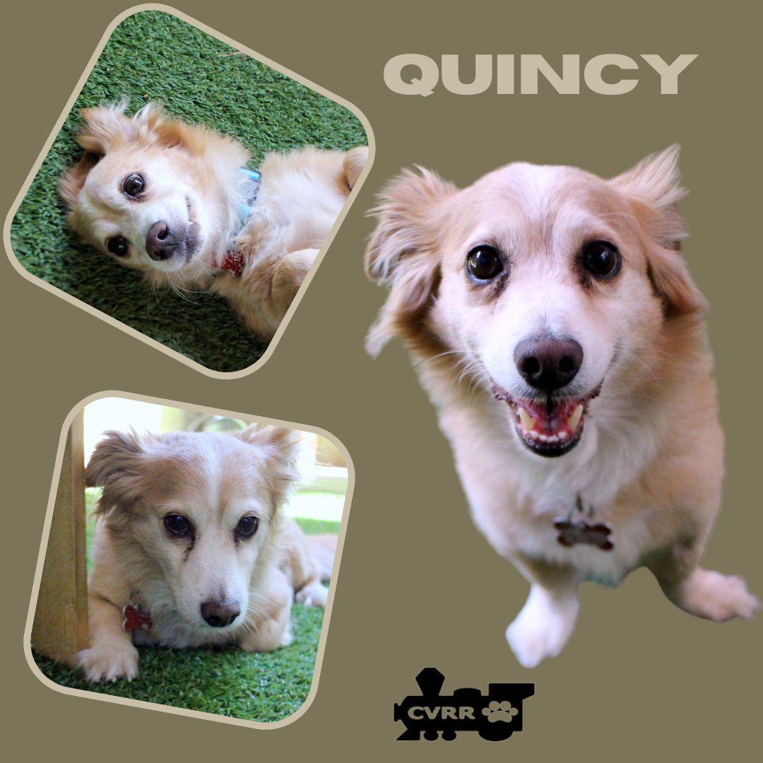 Enlarge Quincy, a Adopted mixed breed in LINDSAY, CA image 1/1