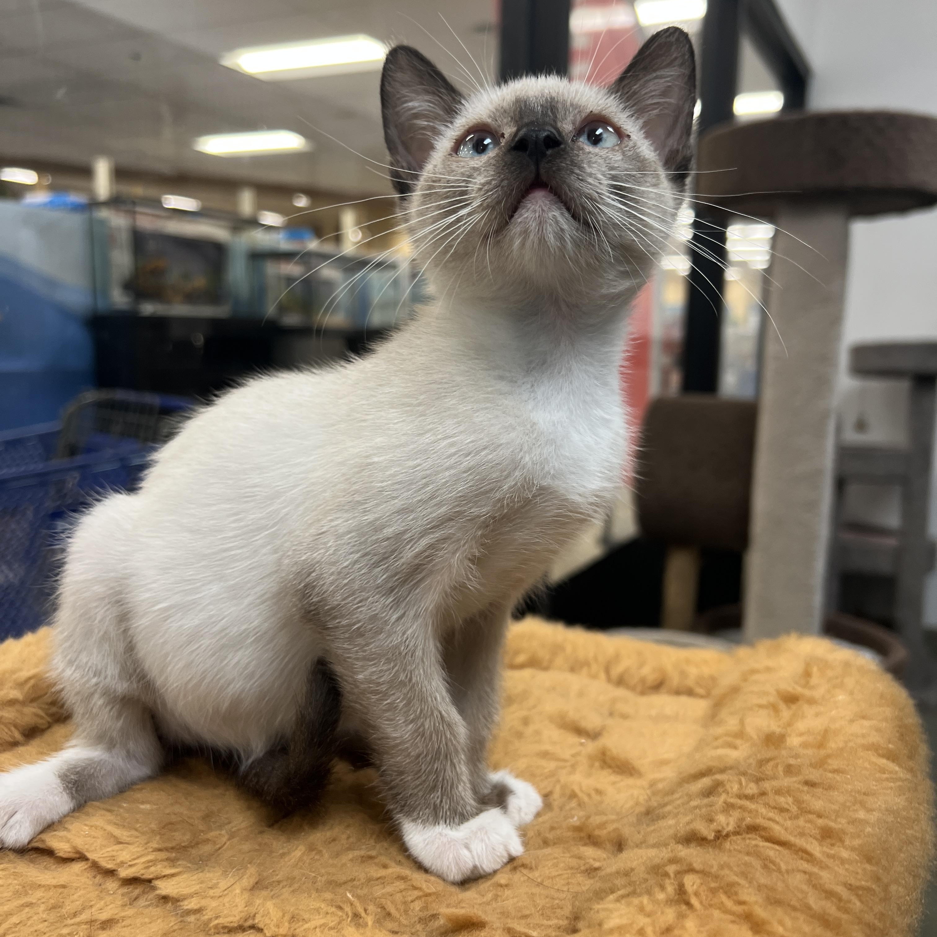 Kiko, Adoptable, Kitten Male Siamese.