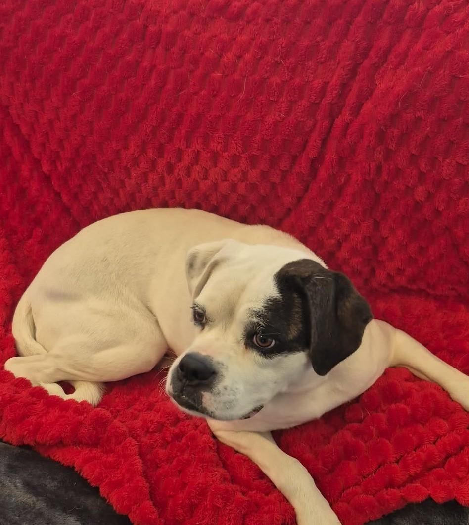 Enlarge Belle, an adoptable Boxer in Sanger, TX image 3/6