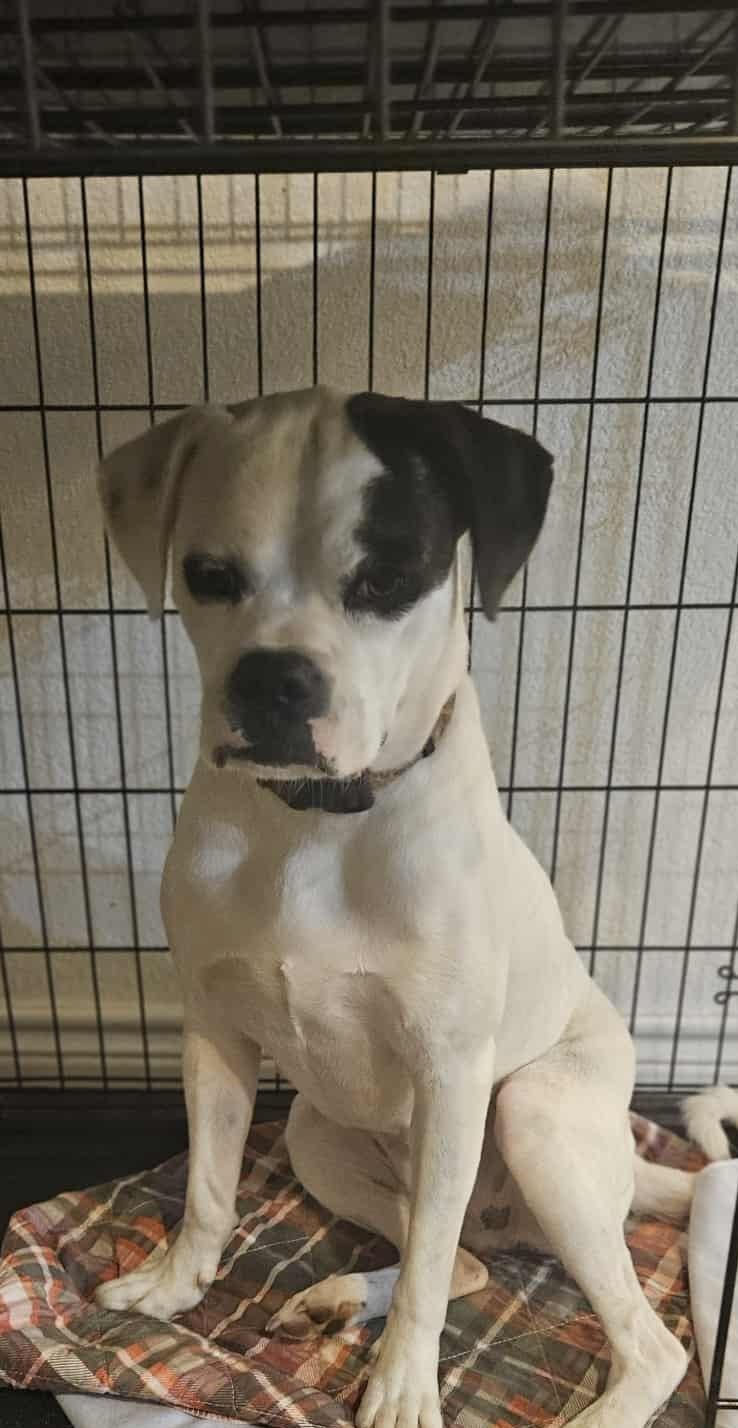 Enlarge Belle, an adoptable Boxer in Sanger, TX image 4/6