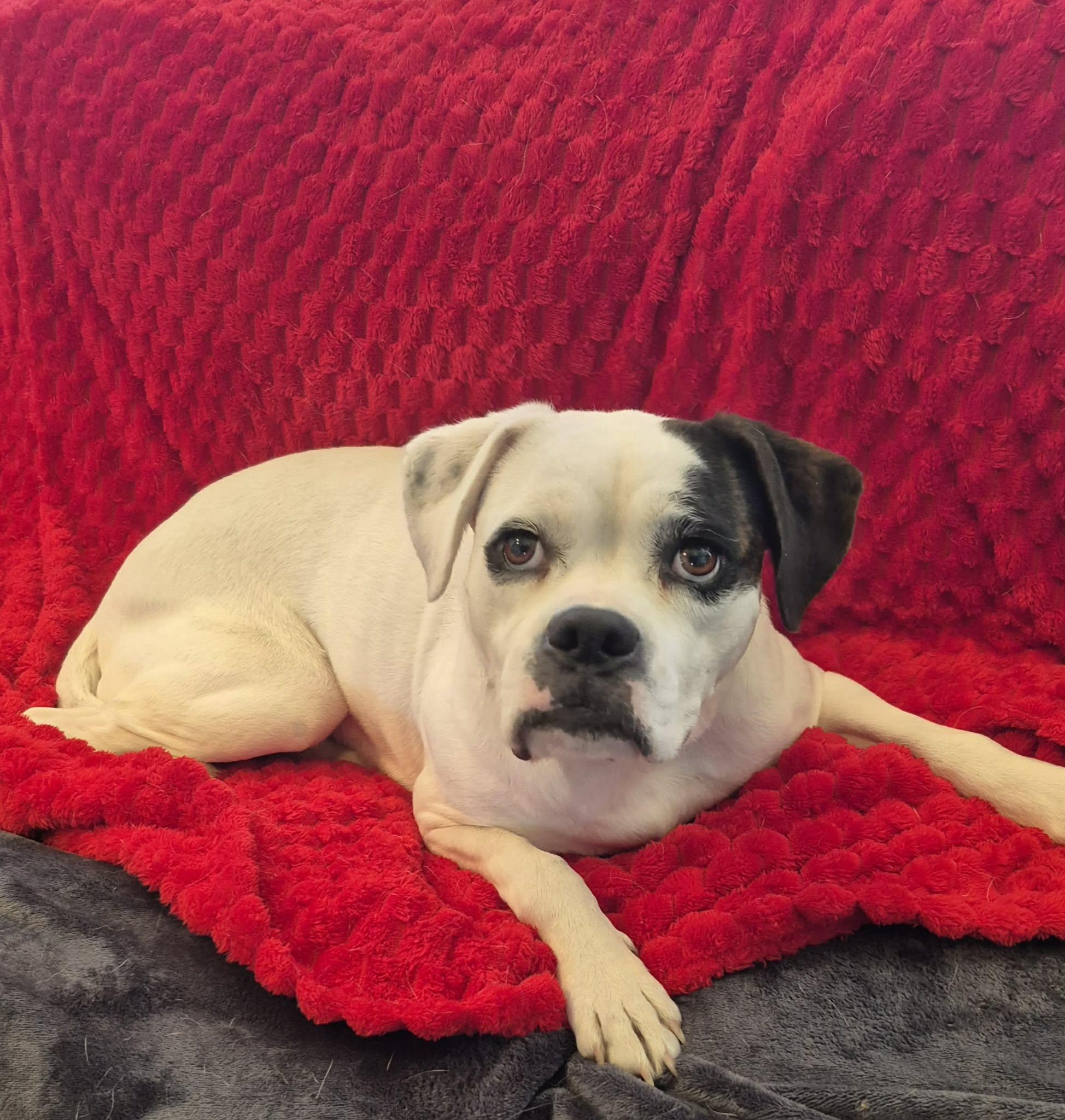 Enlarge Belle, an adoptable Boxer in Sanger, TX image 5/6