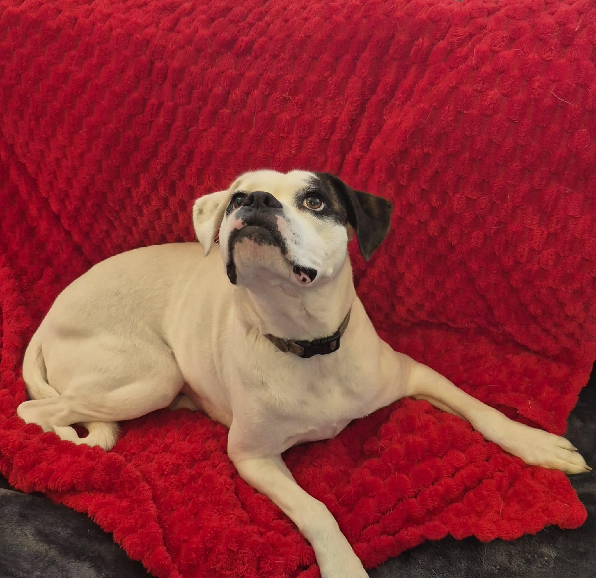 Belle, adoptable, Young Female Boxer.