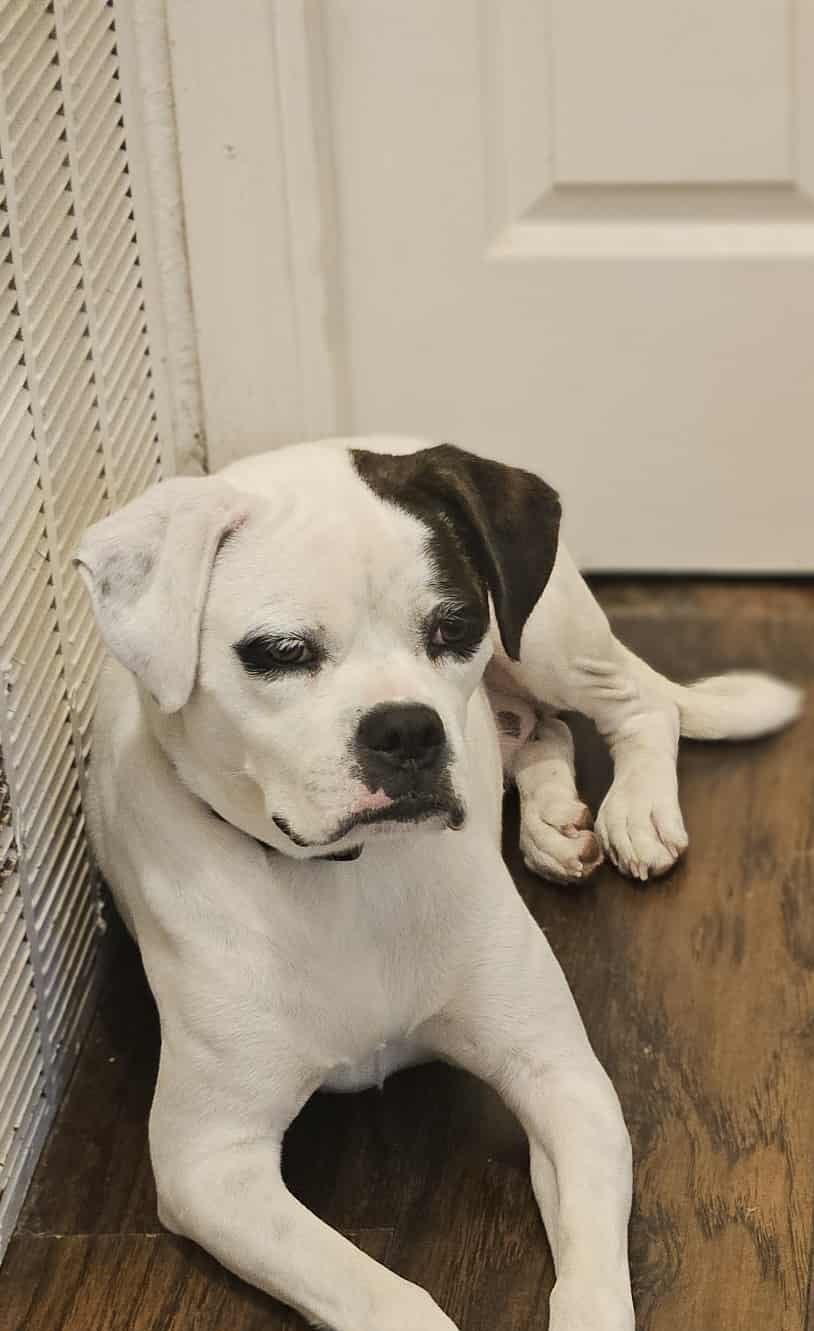 Enlarge Belle, an adoptable Boxer in Sanger, TX image 2/6
