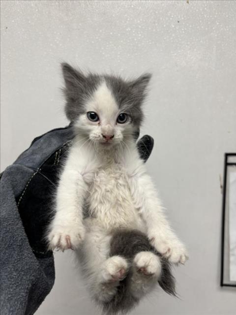 WINGDINGS, Adoptable, Young Male Domestic Short Hair.