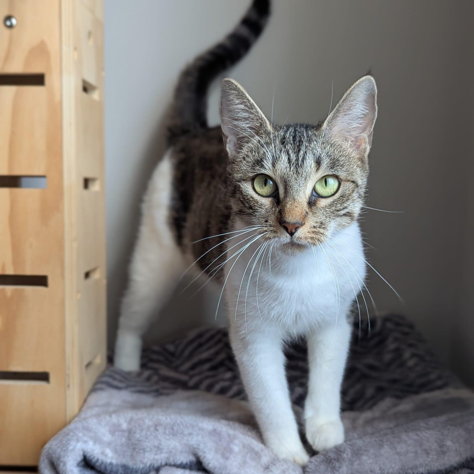 Pickle (Professional Biscuit Maker), ADOPTABLE, Young Female Domestic Short Hair.