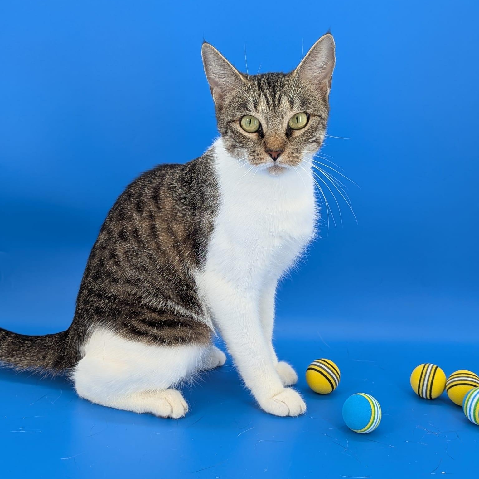 Enlarge Pickle (Professional Biscuit Maker), a ADOPTABLE Domestic Short Hair in Atlanta, GA image 2/6
