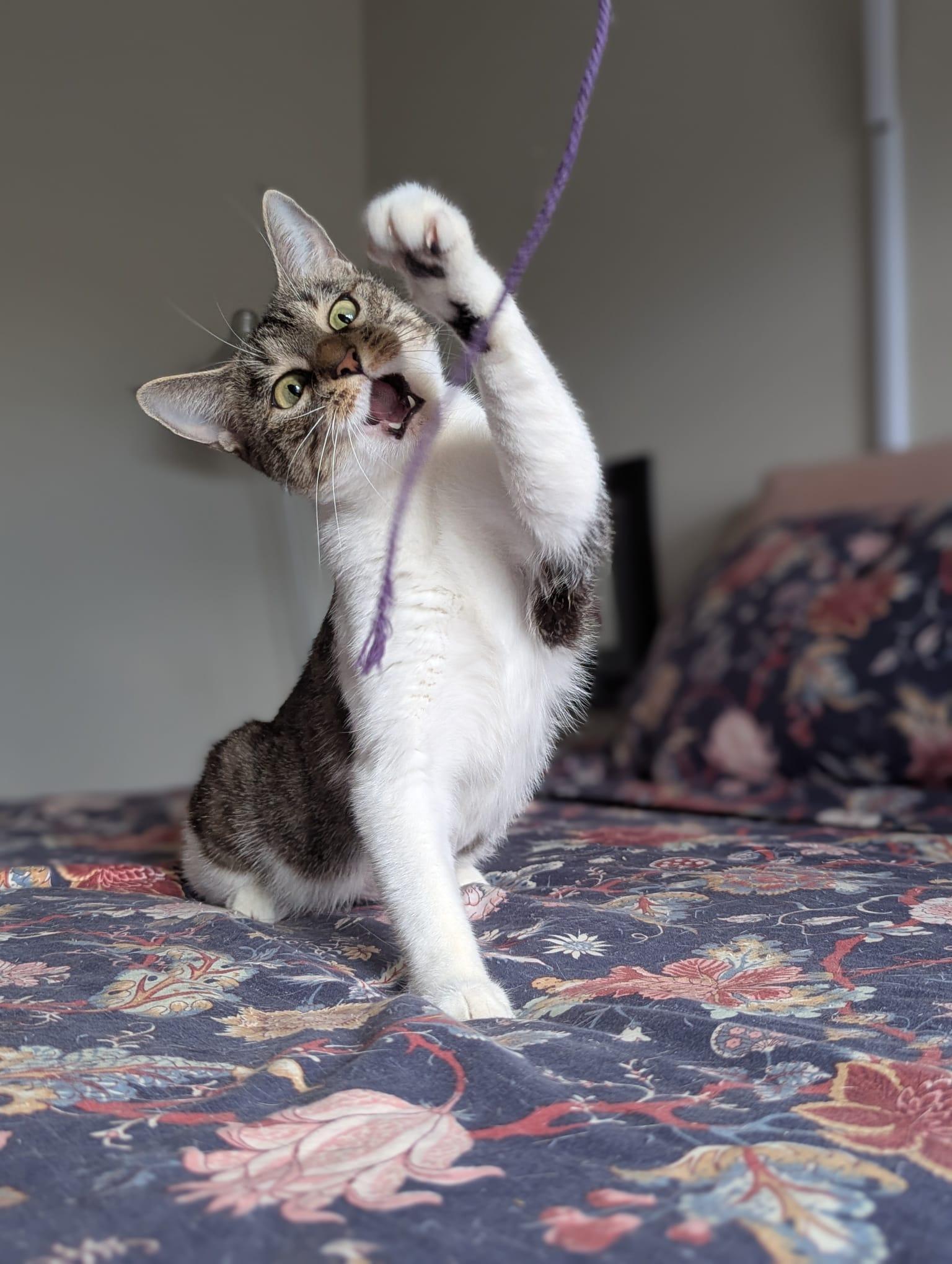 Enlarge Pickle (Professional Biscuit Maker), a ADOPTABLE Domestic Short Hair in Atlanta, GA image 3/6