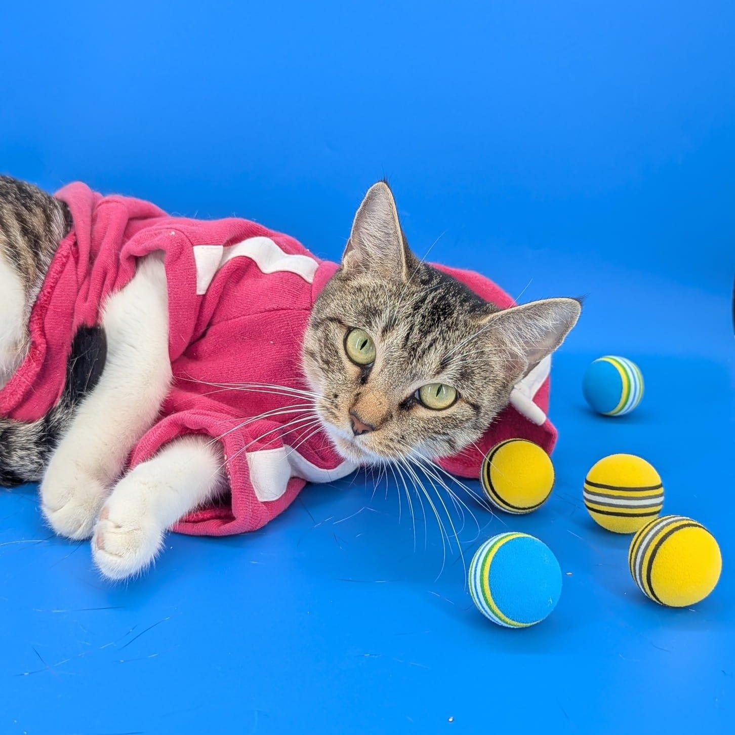 Pickle (Professional Biscuit Maker), ADOPTABLE, Young Female Domestic Short Hair.