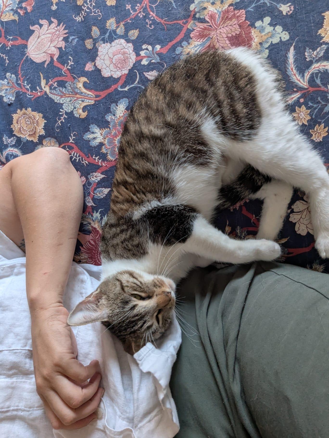 Enlarge Pickle (Professional Biscuit Maker), a ADOPTABLE Domestic Short Hair in Atlanta, GA image 5/6