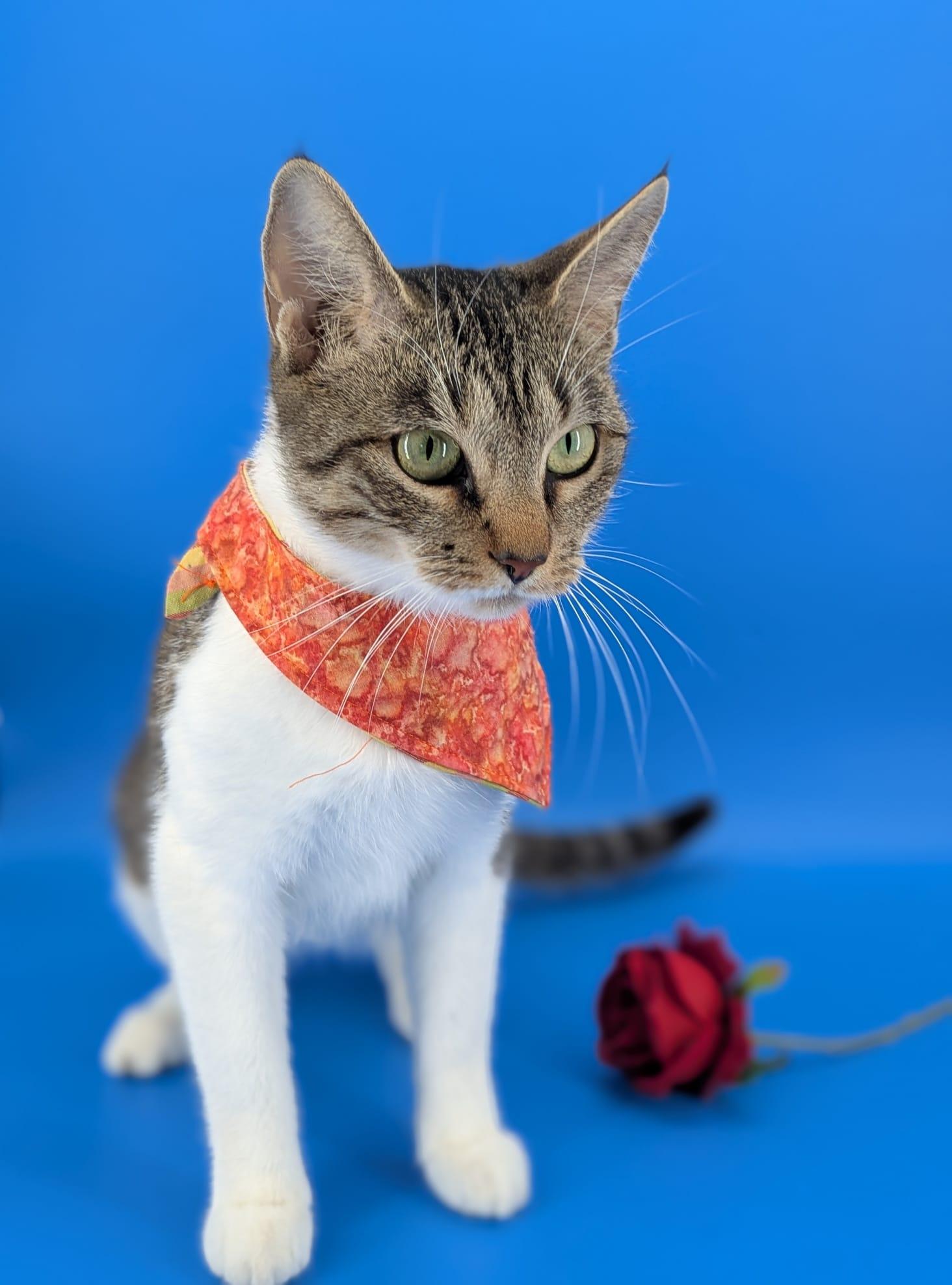 Enlarge Pickle (Professional Biscuit Maker), a ADOPTABLE Domestic Short Hair in Atlanta, GA image 6/6