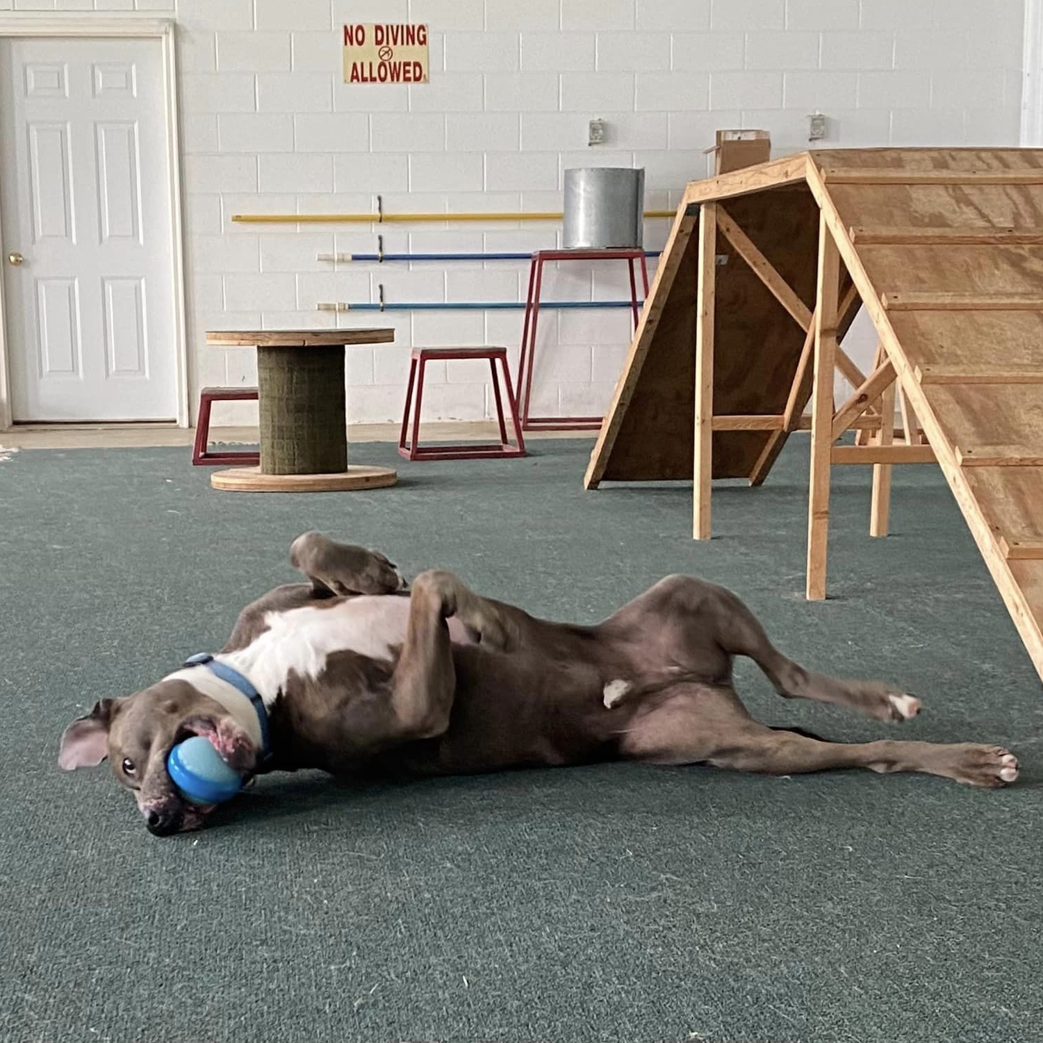 Enlarge Stone, a Adoptable mixed breed in Lake Odessa, MI image 6/6