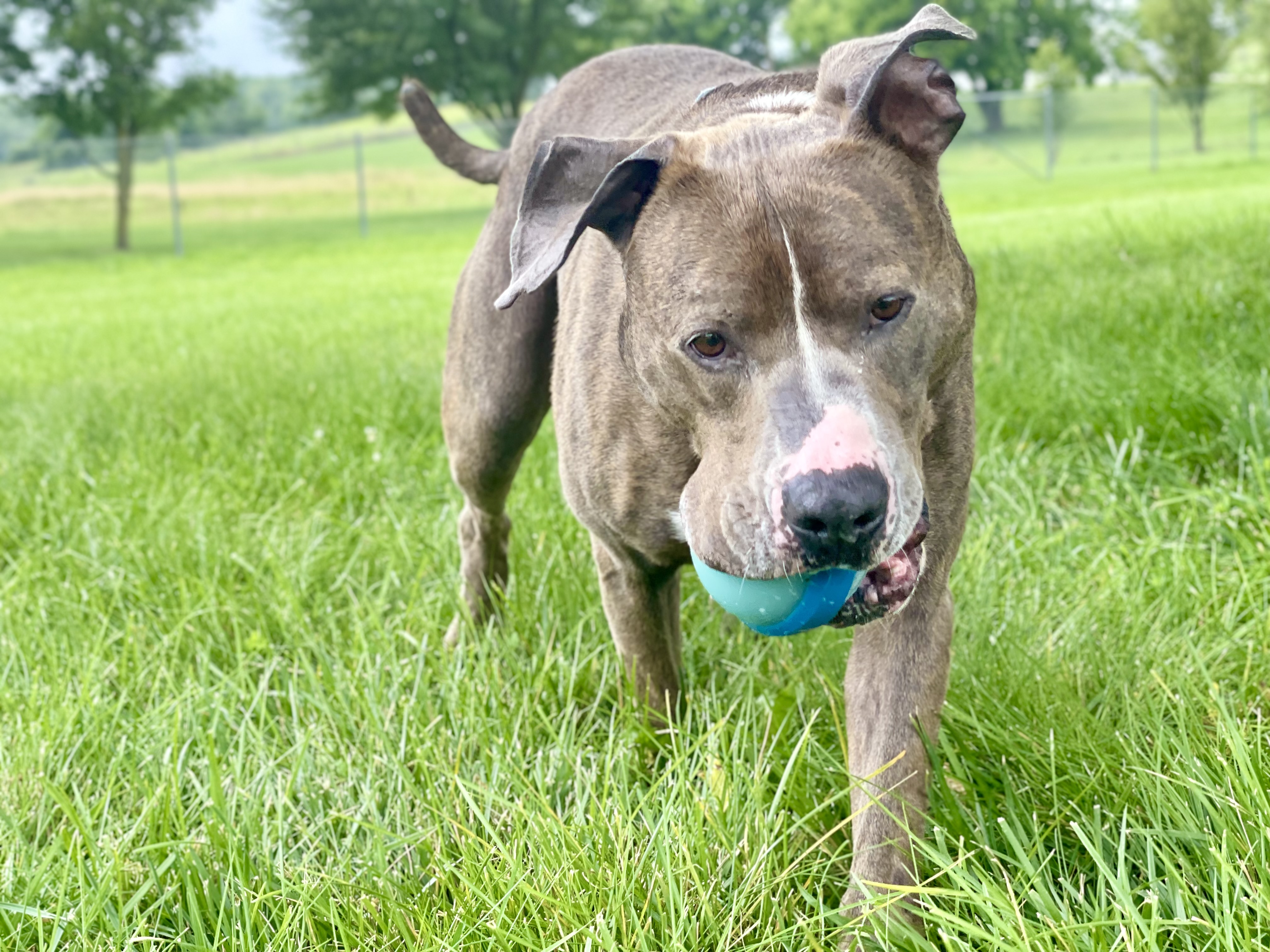 Enlarge Stone, a Adoptable mixed breed in Lake Odessa, MI image 1/6