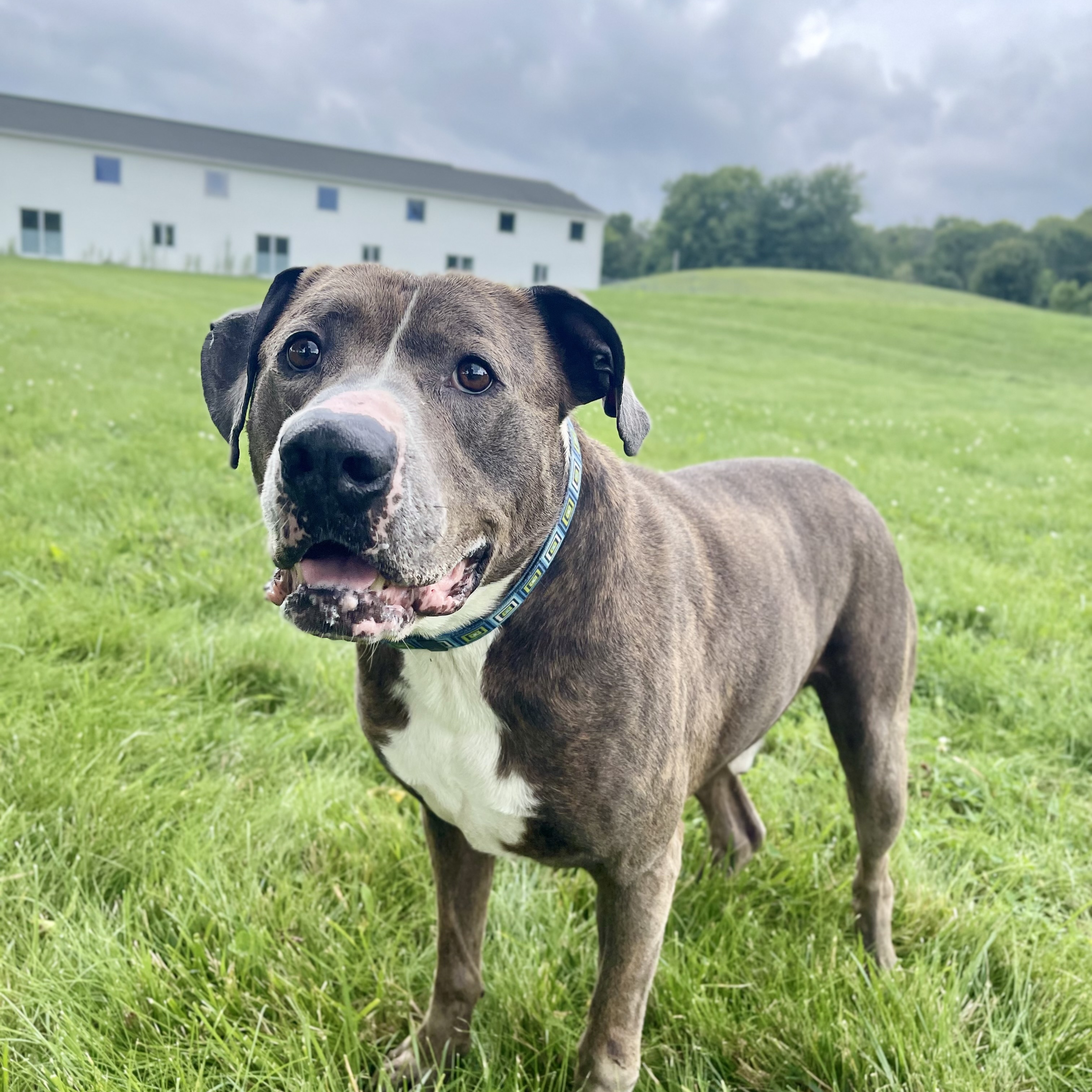 Enlarge Stone, a Adoptable mixed breed in Lake Odessa, MI image 2/6