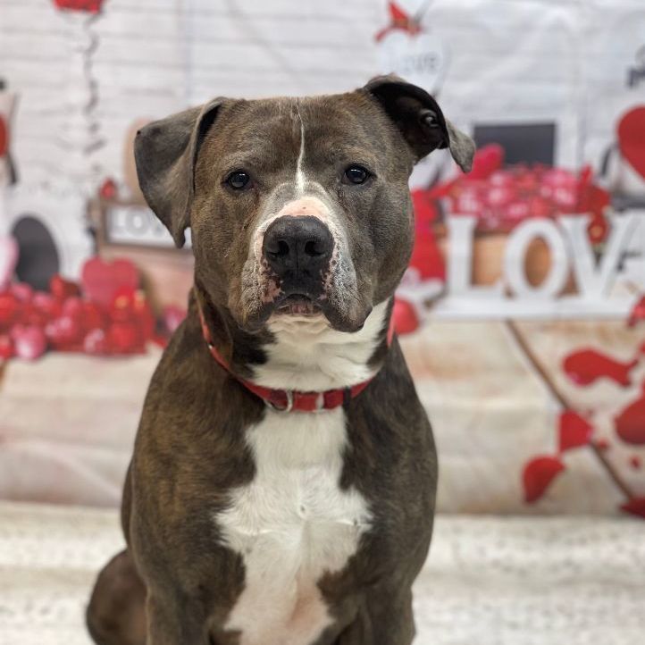 Enlarge Stone, a Adoptable mixed breed in Lake Odessa, MI image 4/6