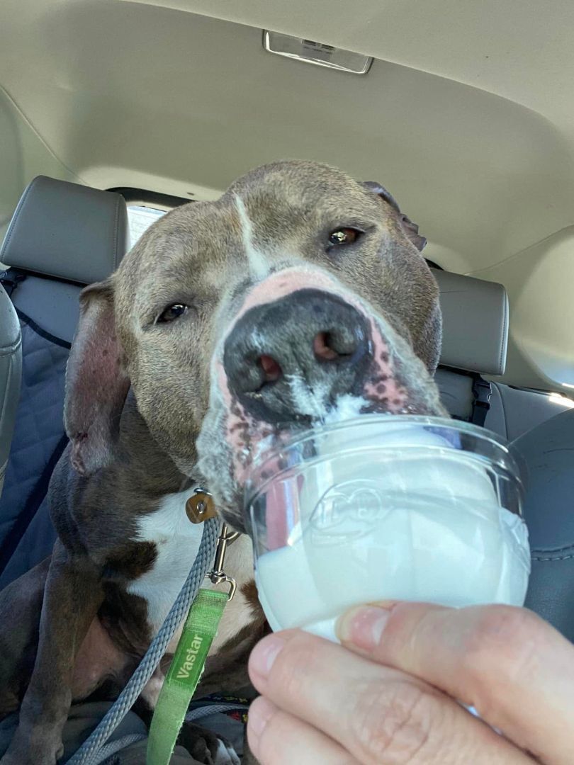 Enlarge Stone, a Adoptable mixed breed in Lake Odessa, MI image 5/6