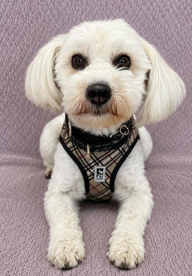 Enlarge Teddy Bear, an adopted mixed breed in Lodi, CA image 2/5