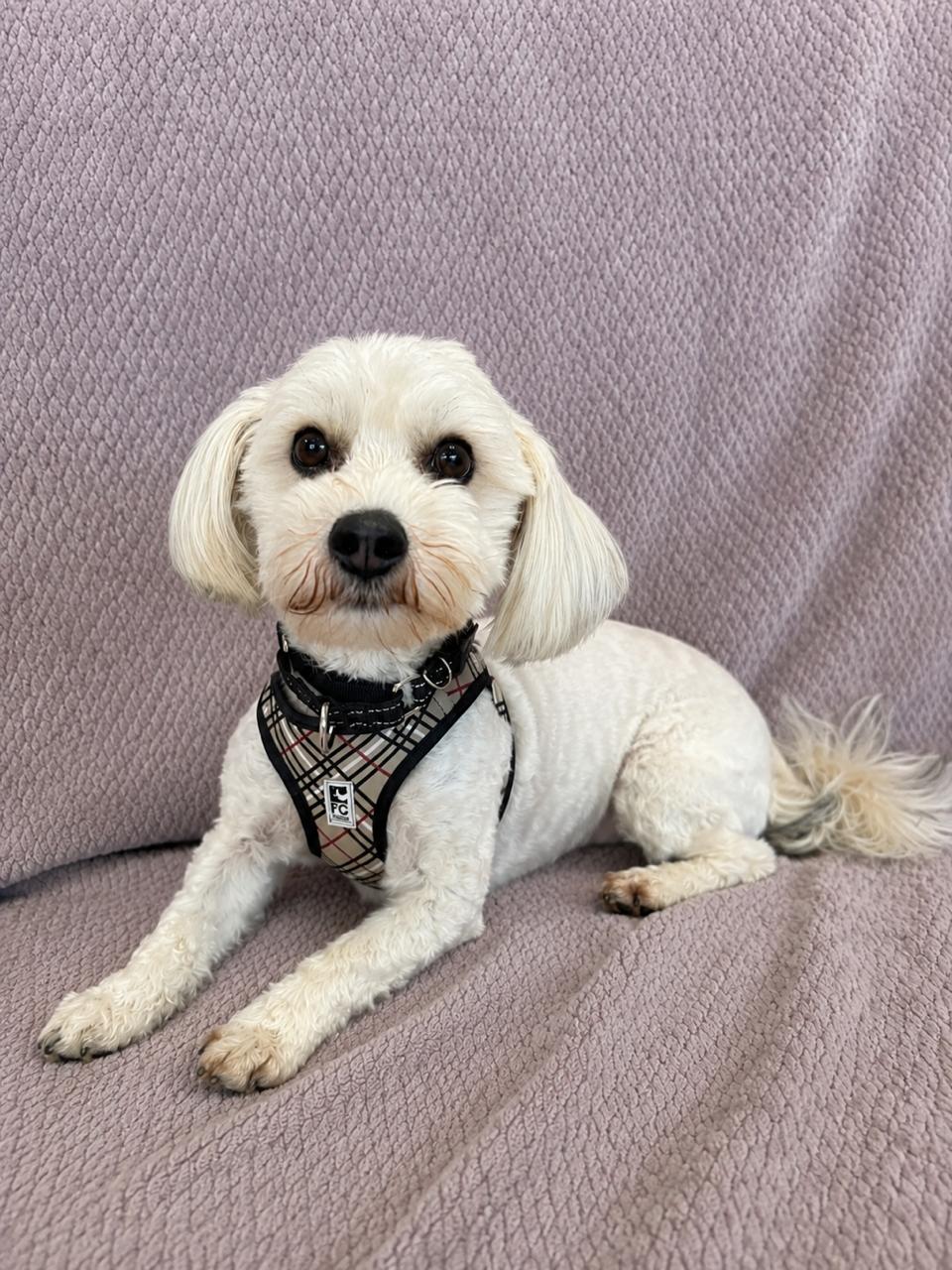 Teddy Bear, adopted, Young Male Poodle (Toy) & Bichon Frise.