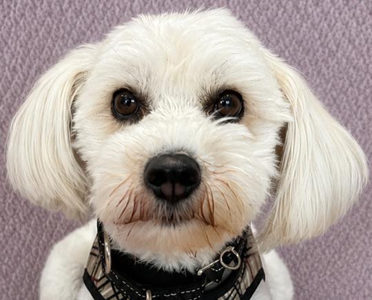 Enlarge Teddy Bear, an adopted mixed breed in Lodi, CA image 3/5