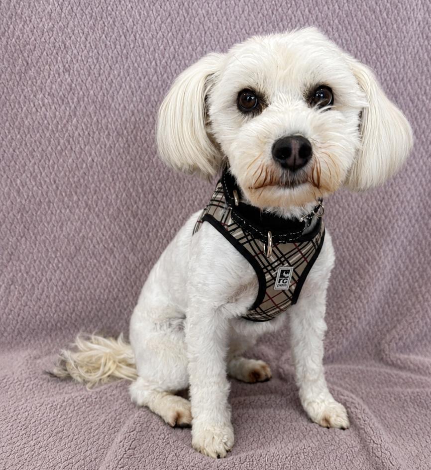 Enlarge Teddy Bear, an adopted mixed breed in Lodi, CA image 5/5