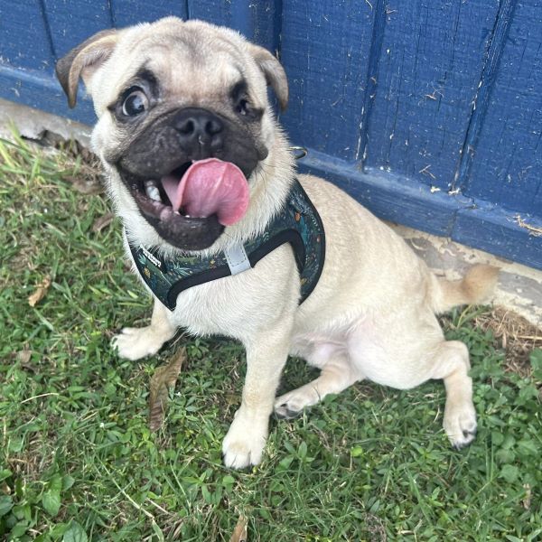 Enlarge Hugo, a Adoptable Pug in Alvin, TX image 1/1