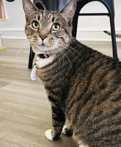 Flippin Nora (FIV+)(Pounce Cat Cafe), Adoptable, Adult Female Domestic Short Hair & Domestic Short Hair.